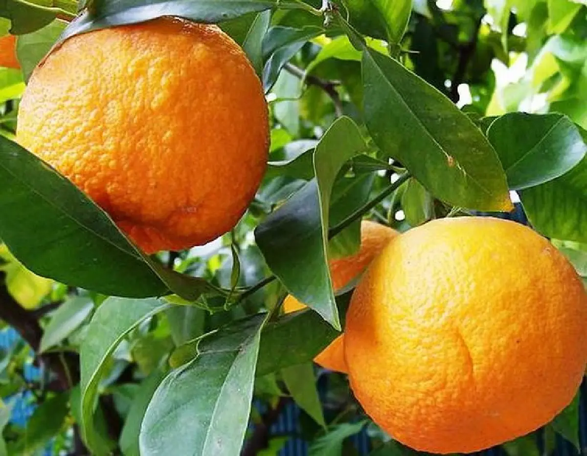 กูราเซา ดินแดนลิเคียร์และฟุตบอลโลก