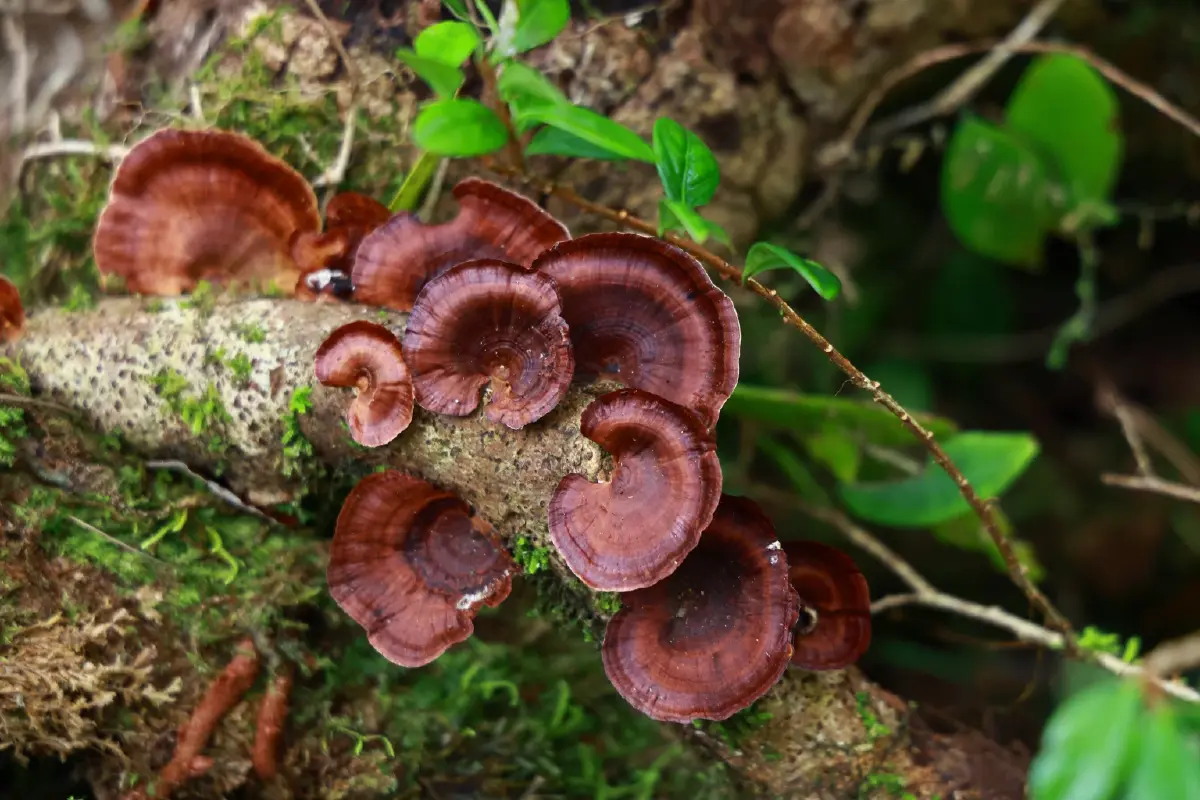 'เส้นทางศึกษาธรรมชาติยอดดอยปุย'โอเอซิสหลังบ้านของชาวเชียงใหม่