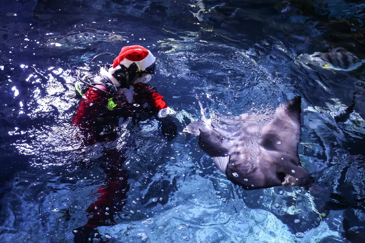 SEA LIFE Bangkok มอบของขวัญในเทศกาลความสุข กับ Santa Dive and Christmas Carol