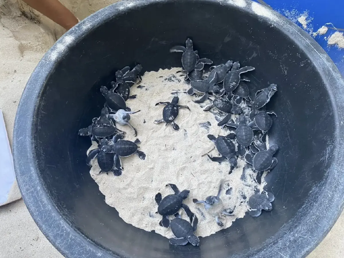 วันส่งท้ายปีเก่า ต้อนรับปีใหม่ 2569 ลูกเต่าตนุ 71 ตัวรังแรกของฤดูกาล