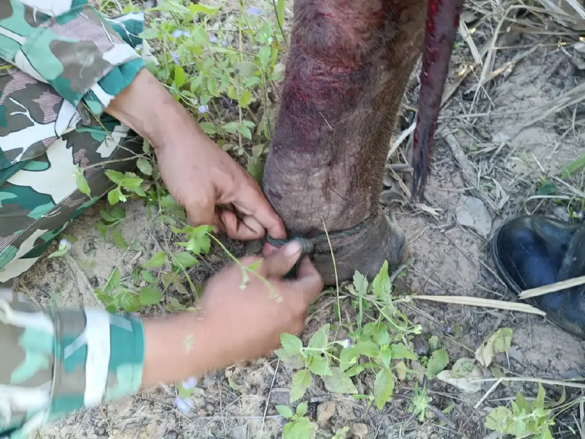 อัปเดต 2 ลูกช้างป่าพลัดหลง 'ถูกควายขวิด-ขาติดบ่วง' ล่าสุดกลับคืนสู่ป่าปลอดภัย