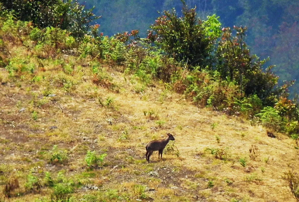 อินทนนท์...ด้วยพระบารมีคุ้มฟ้า