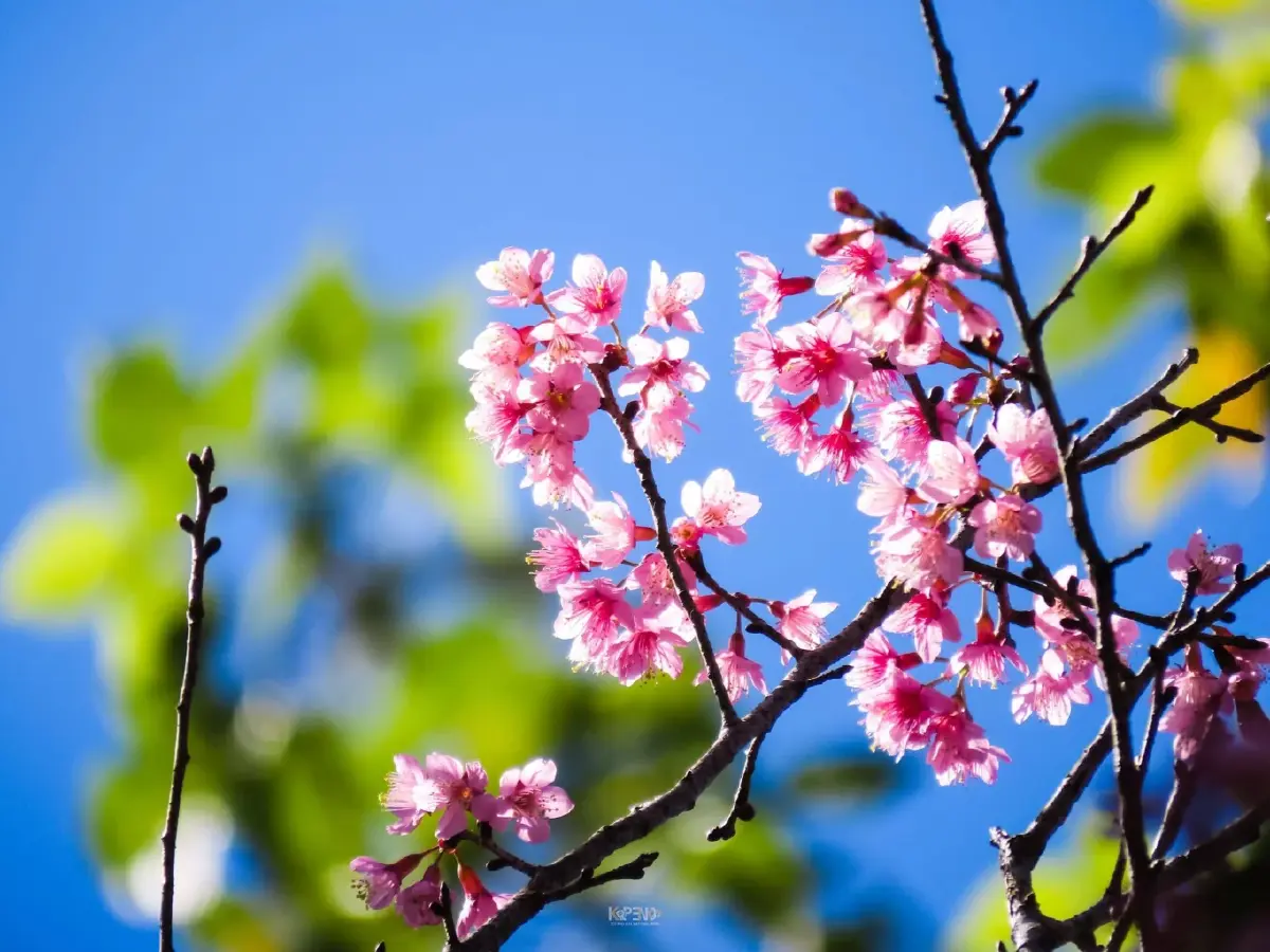 ปักหมุด! ที่เที่ยวรับลมหนาว ชมดอกพญาเสือโคร่งบานสะพรั่ง ณ อุทยานแห่งชาติดอยภูคา