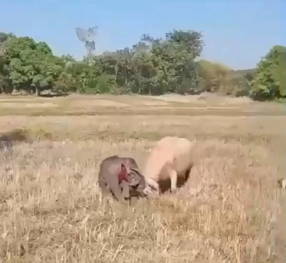 อัปเดต 2 ลูกช้างป่าพลัดหลง 'ถูกควายขวิด-ขาติดบ่วง' ล่าสุดกลับคืนสู่ป่าปลอดภัย