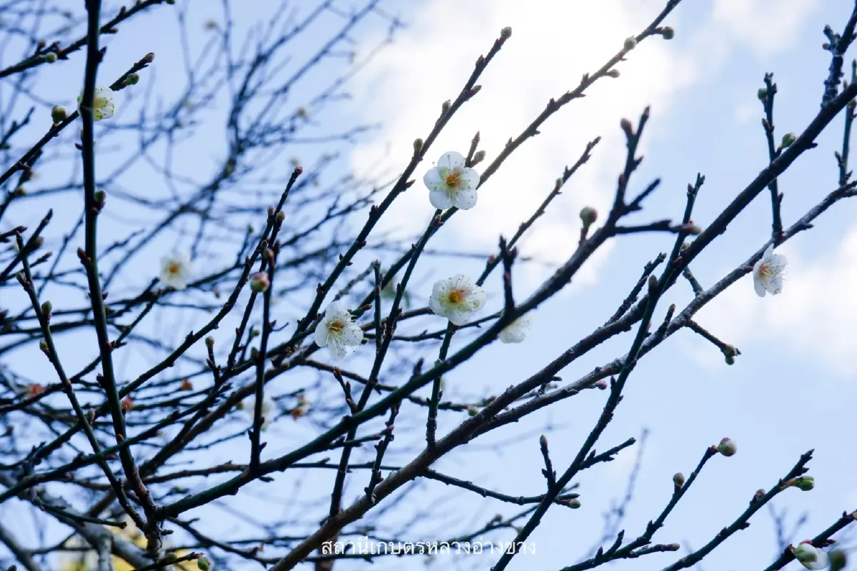 จุดเช็คอิน สุดโรแมนติก ดอกบ๊วย บานสะพรั่งต้อนรับหนาว ที่อ่างขาง