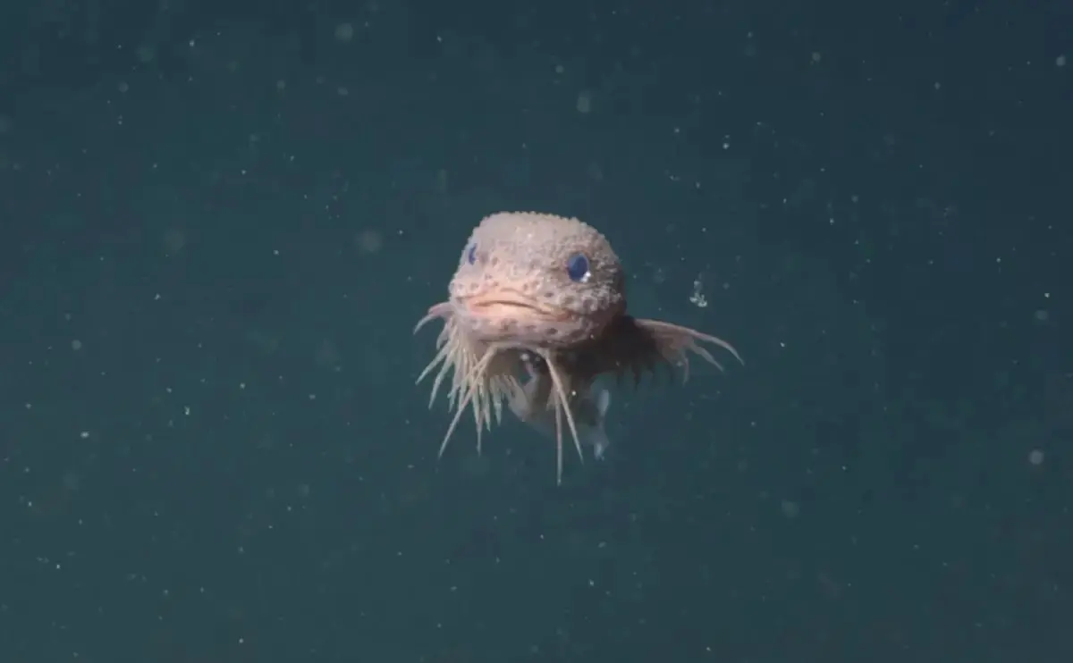 10 เหตุการณ์การพบสัตว์หายาก  สิ่งมีชีวิตชนิดใหม่ในรอบปี 2025