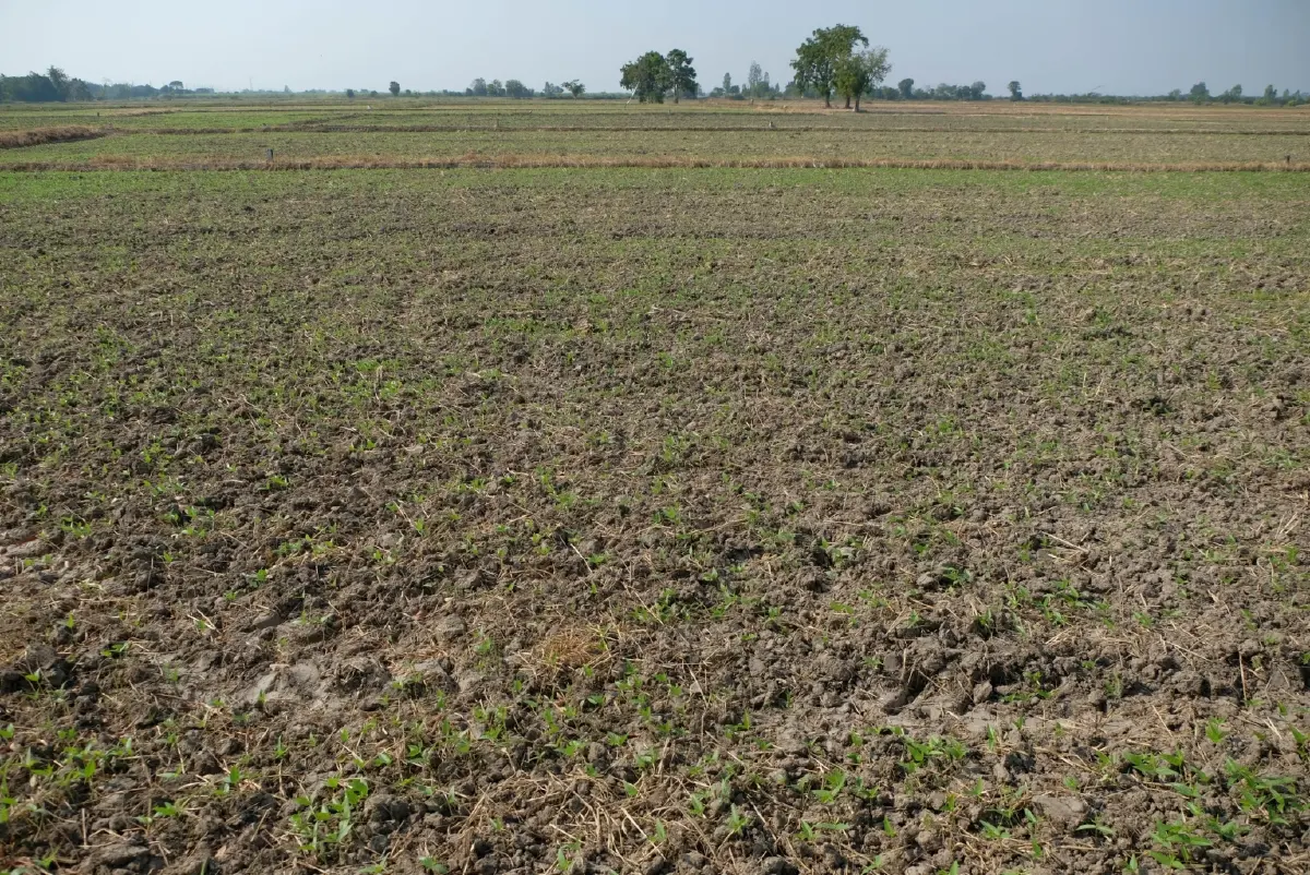 กรมส่งเสริมการเกษตร หนุน เลิกเผา  ชี้เป้าไถกลบทำปุ๋ย ปลูกถั่วหลังนา