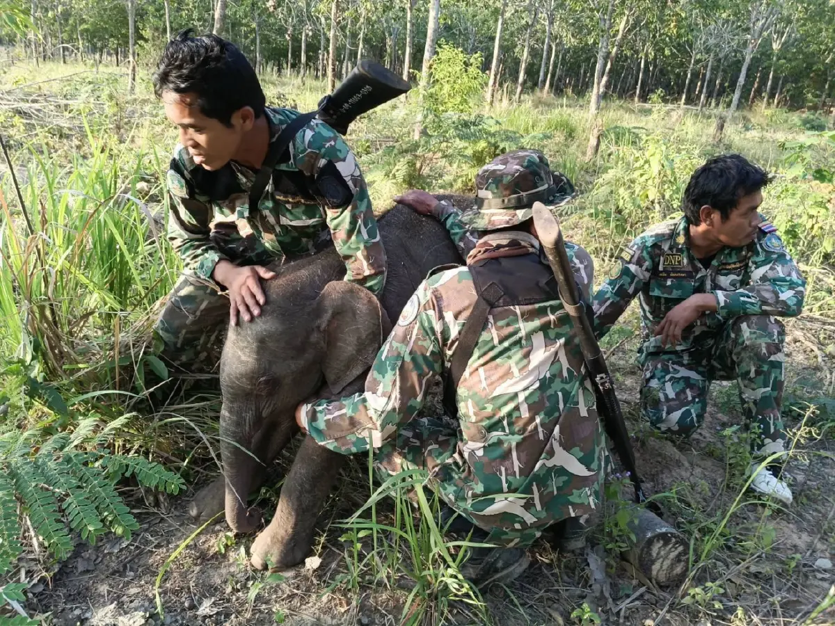 อัปเดต 2 ลูกช้างป่าพลัดหลง 'ถูกควายขวิด-ขาติดบ่วง' ล่าสุดกลับคืนสู่ป่าปลอดภัย