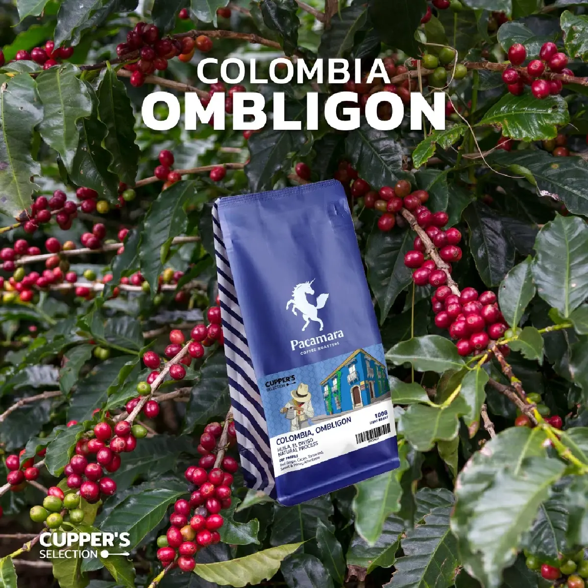 Ombligon กาแฟหายาก  รสชาติ Exotic!