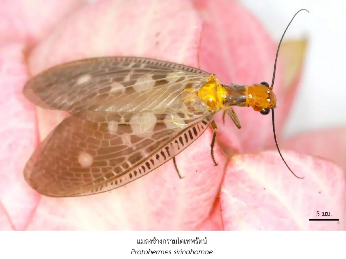 จุฬาฯ ค้นพบ 43 สิ่งมีชีวิตใหม่ของโลก นามพระราชทานตามกรมสมเด็จพระเทพฯ