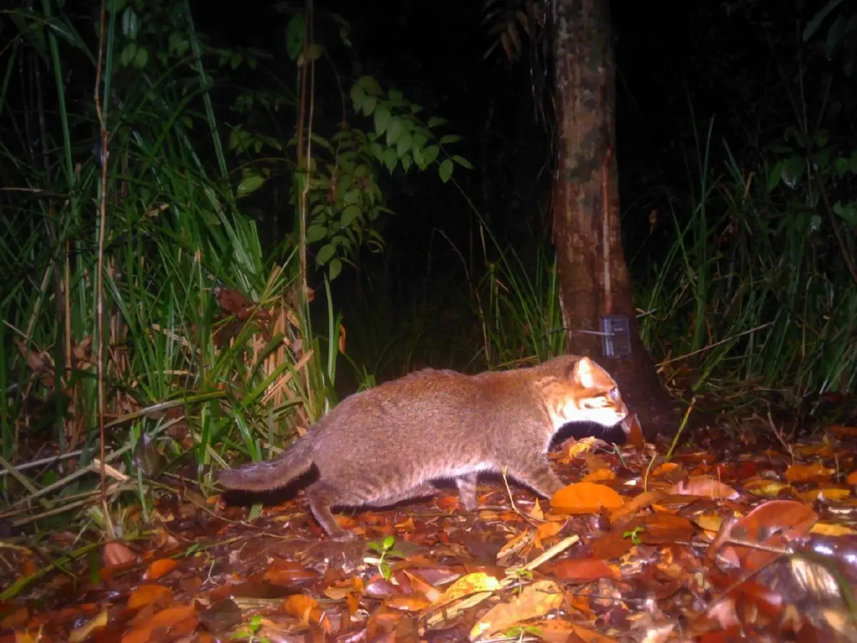 พบ ‘แมวป่าหัวแบน’ ในประเทศไทย ครั้งแรกรอบเกือบ 30 ปี  ตอกย้ำป่าพรุโต๊ะแดงอุดมสมบูรณ์