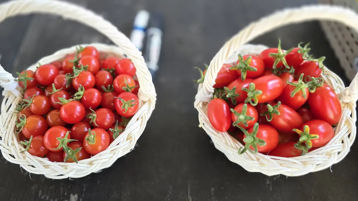 พลิกฟื้นเศรษฐกิจ 'ร้อยเอ็ด' ด้วย 'มะเขือเทศ' V-PROMPT- 'โคเนื้อ' KULA BEEF