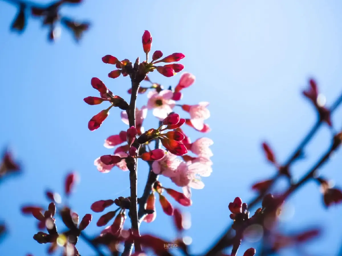 ปักหมุด! ที่เที่ยวรับลมหนาว ชมดอกพญาเสือโคร่งบานสะพรั่ง ณ อุทยานแห่งชาติดอยภูคา