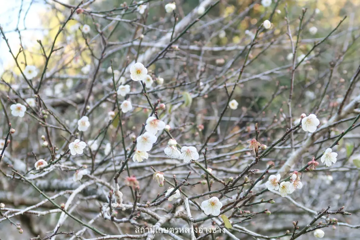 จุดเช็คอิน สุดโรแมนติก ดอกบ๊วย บานสะพรั่งต้อนรับหนาว ที่อ่างขาง