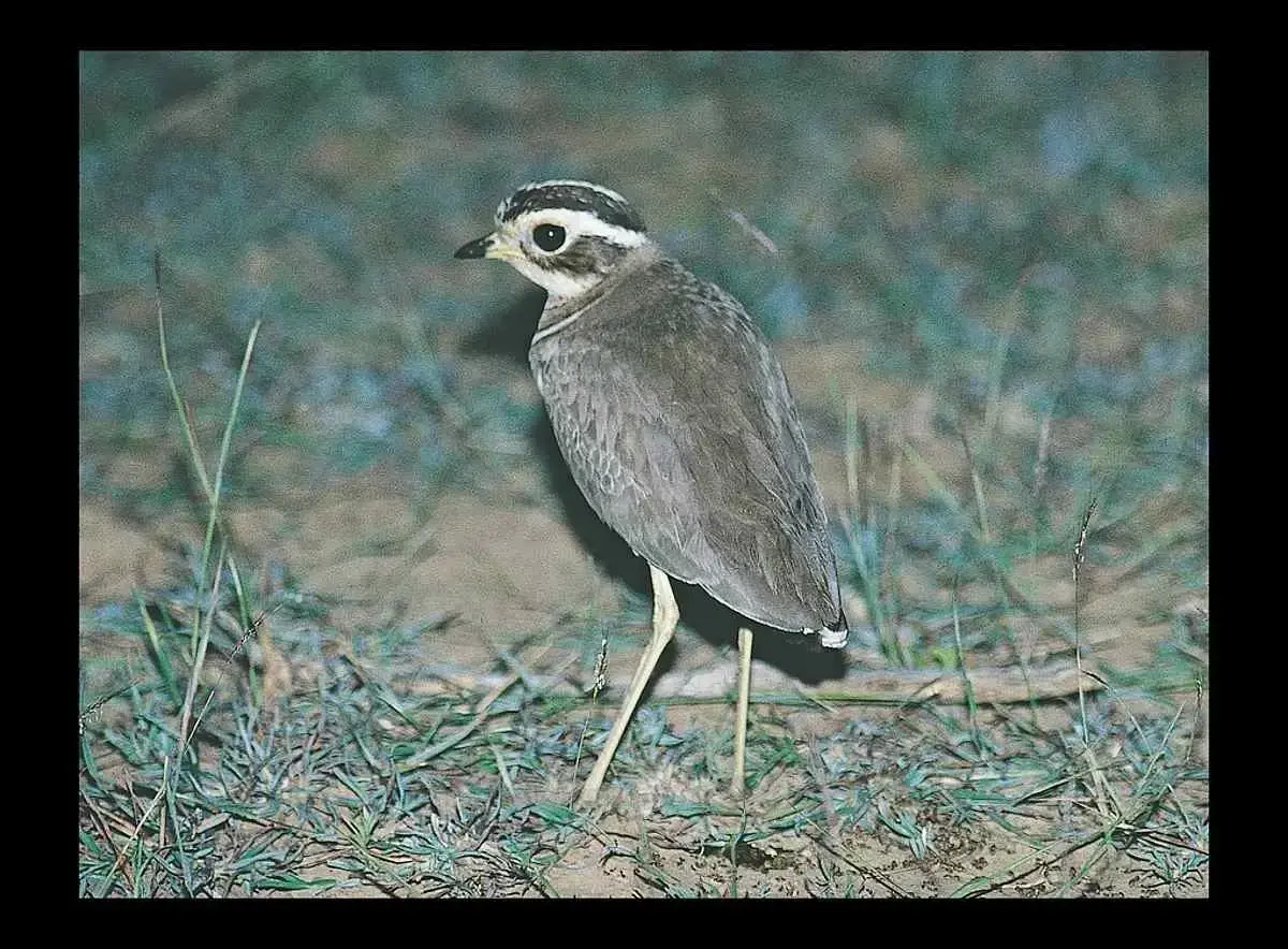 10 เหตุการณ์การพบสัตว์หายาก  สิ่งมีชีวิตชนิดใหม่ในรอบปี 2025