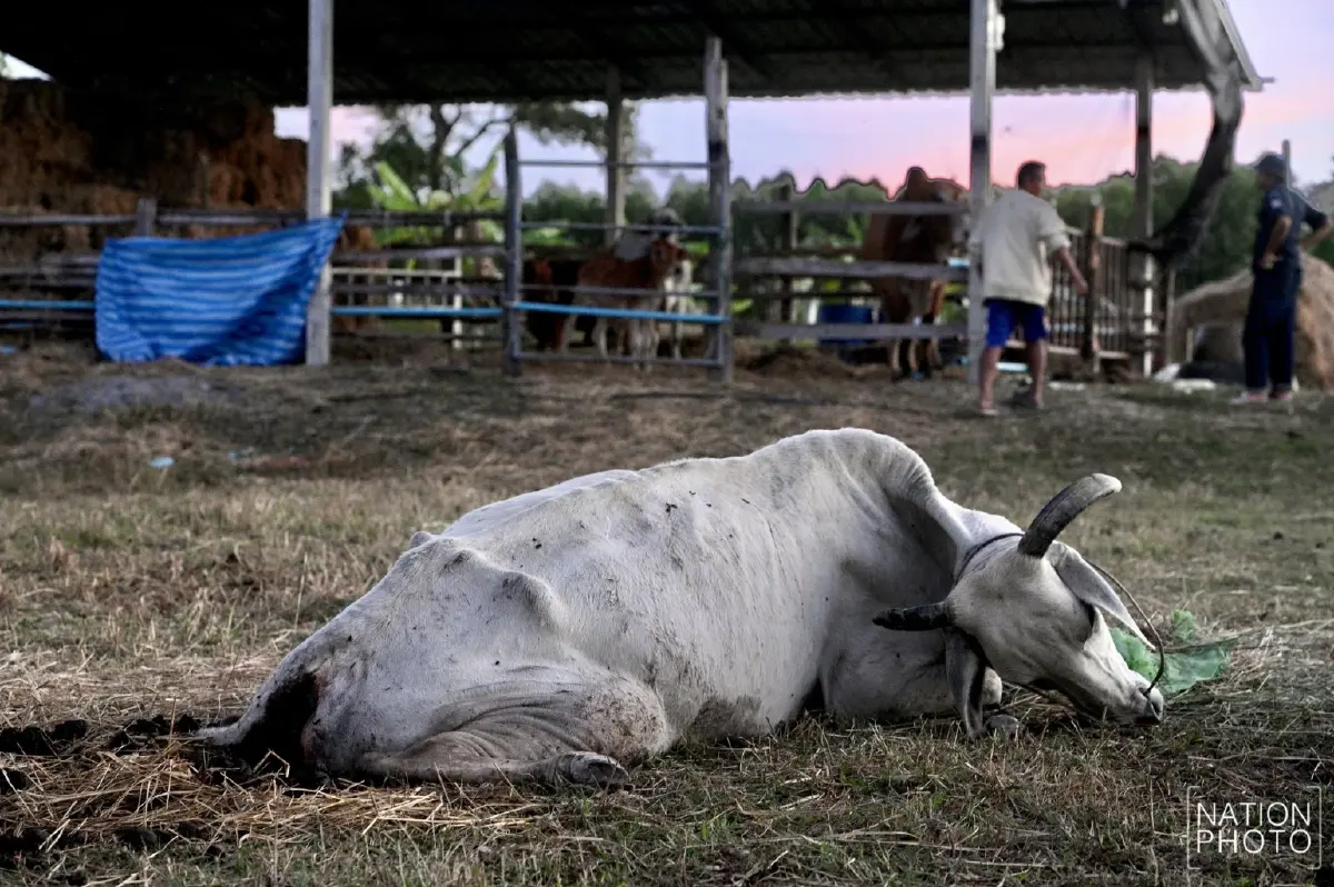 สะเทือนใจ วัวช็อกเสียงปืนใหญ่เขมร พลัดตกบ่อน้ำบาดเจ็บ ทนทรมาน 9 วันก่อนตาย