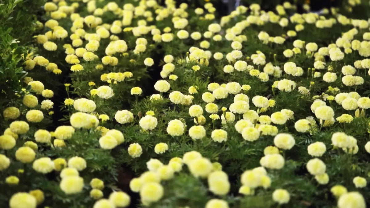 ชวนชม ‘สวนเรืองแสง’ ส่งท้ายปีเก่าต้อนรับปีใหม่ 2569 จ.สุราษฎร์ธานี