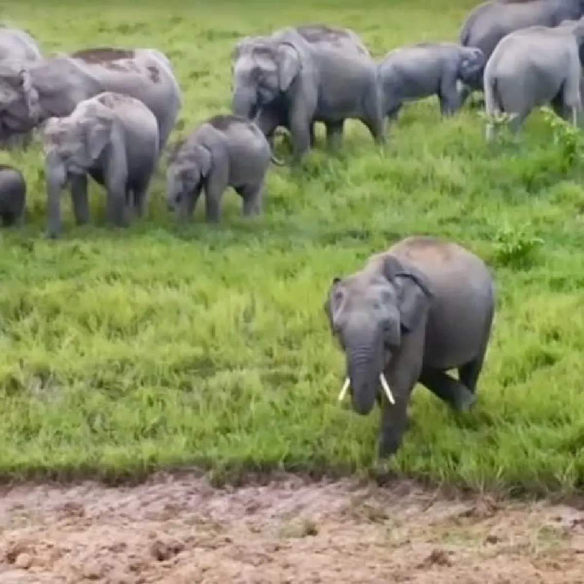 สวก. หนุนป่ารอยต่อ ปลูก-แปรรูป พืชสมุนไพร ต่อยอดเชิงพาณิชย์ แก้ปัญหาช้างรุกเมือง