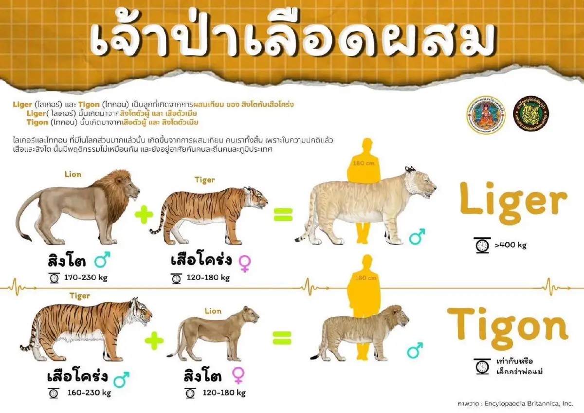 คุมเข้ม “ไลเกอร์-ไทกอน” กำหนดเป็นสัตว์ป่าควบคุม ต้องแจ้งการครอบครอง