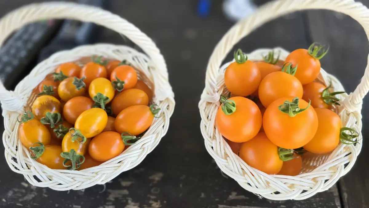 พลิกฟื้นเศรษฐกิจ 'ร้อยเอ็ด' ด้วย 'มะเขือเทศ' V-PROMPT- 'โคเนื้อ' KULA BEEF