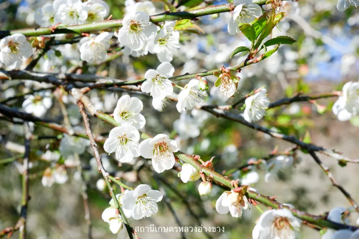 จุดเช็คอิน สุดโรแมนติก ดอกบ๊วย บานสะพรั่งต้อนรับหนาว ที่อ่างขาง