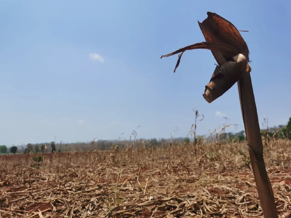 ชำแหละ COP30 ไม่ขยับคุมยักษ์ปศุสัตว์ ตัวการเร่งโลกร้อน-เชื้อดื้อยา