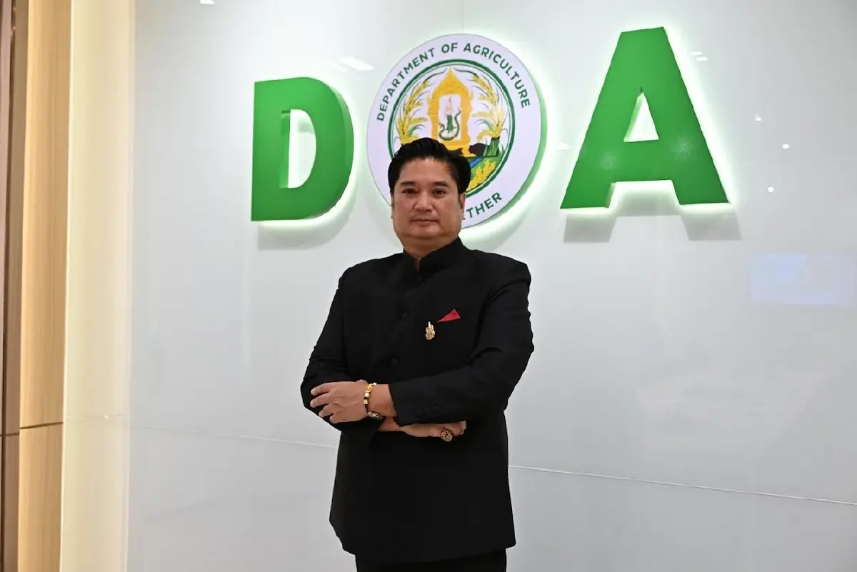 แนะปลูก ชาเขียวพันธุ์ใหม่  ‘กวก.เชียงใหม่ 1 ’ หอม กลมกล่อม