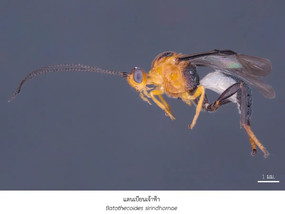 จุฬาฯ ค้นพบ 43 สิ่งมีชีวิตใหม่ของโลก นามพระราชทานตามกรมสมเด็จพระเทพฯ