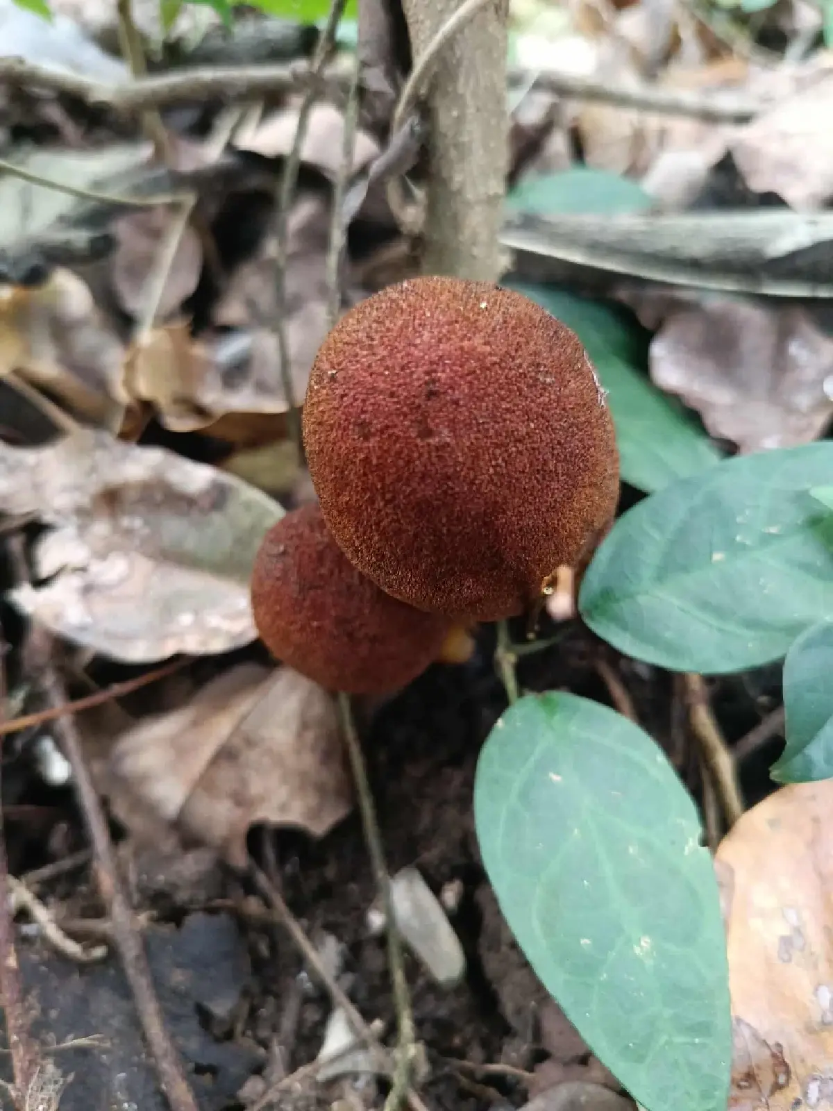 ขนุนดิน โผล่กลางวัดป่าเทพรังสี จ.เลย พืชแปลก อาศัยรากพืชอื่นเลี้ยงชีพ