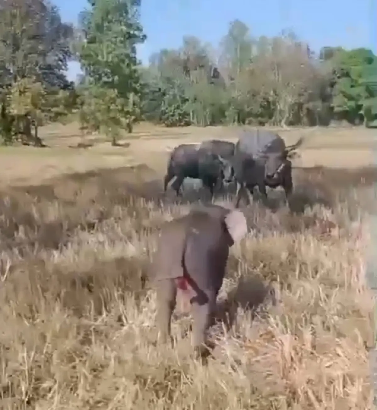 อัปเดต 2 ลูกช้างป่าพลัดหลง 'ถูกควายขวิด-ขาติดบ่วง' ล่าสุดกลับคืนสู่ป่าปลอดภัย