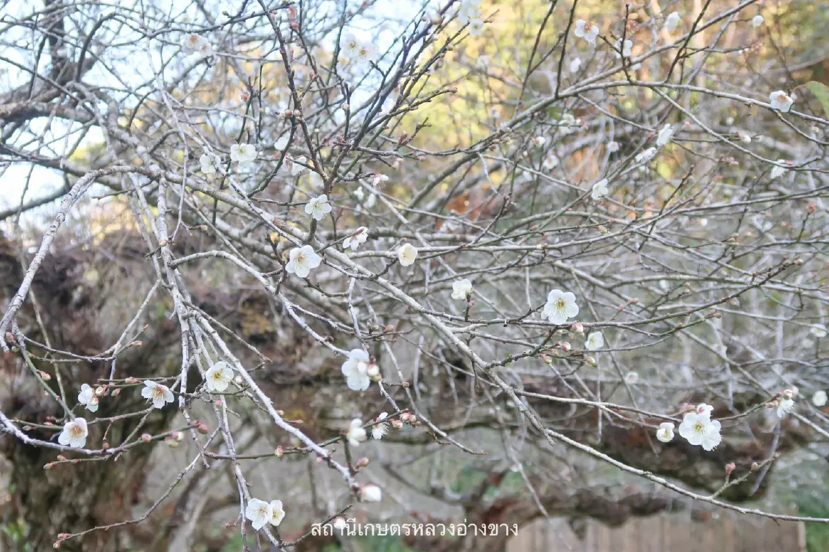 จุดเช็คอิน สุดโรแมนติก ดอกบ๊วย บานสะพรั่งต้อนรับหนาว ที่อ่างขาง