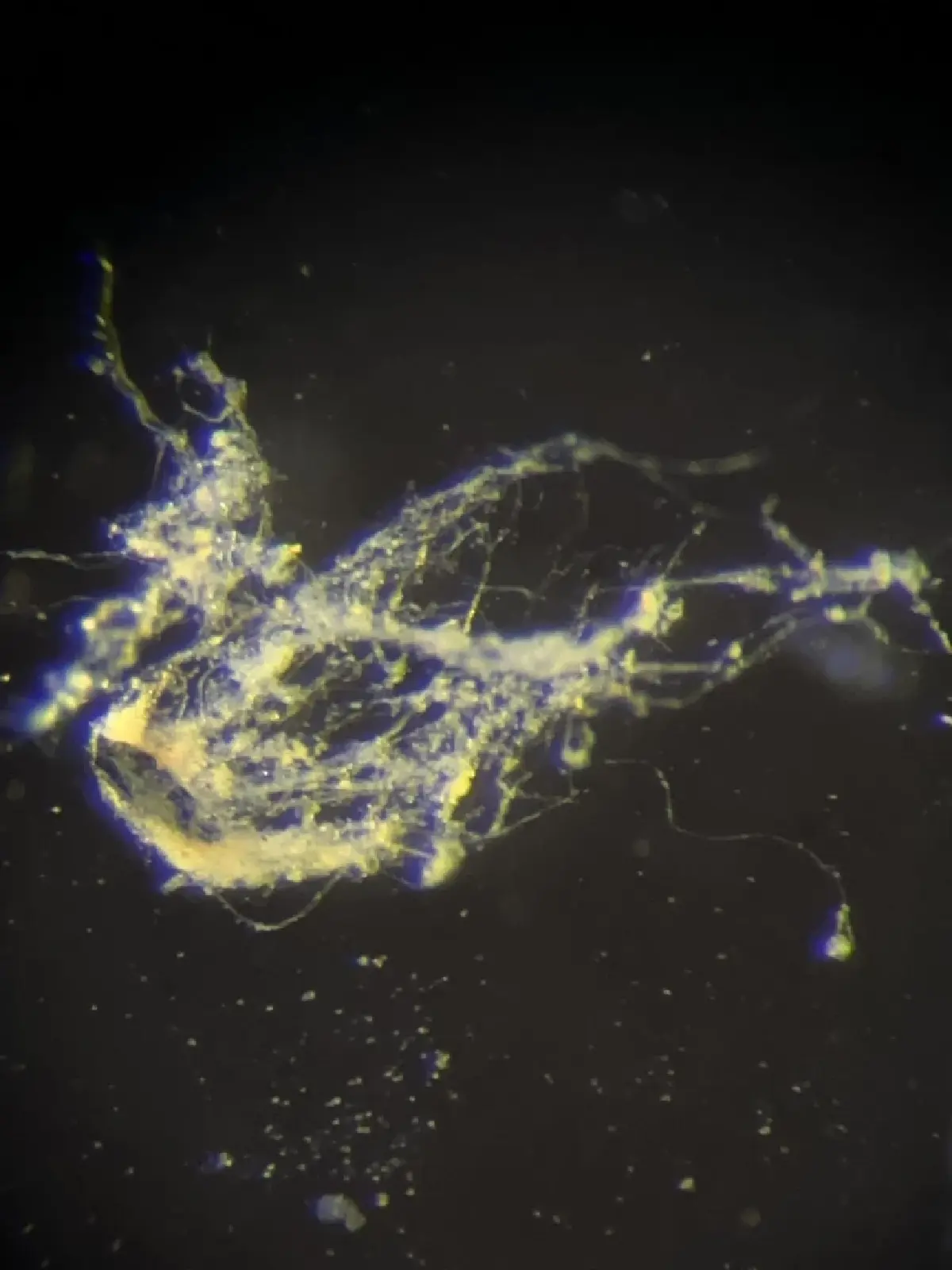 10 เหตุการณ์การพบสัตว์หายาก  สิ่งมีชีวิตชนิดใหม่ในรอบปี 2025