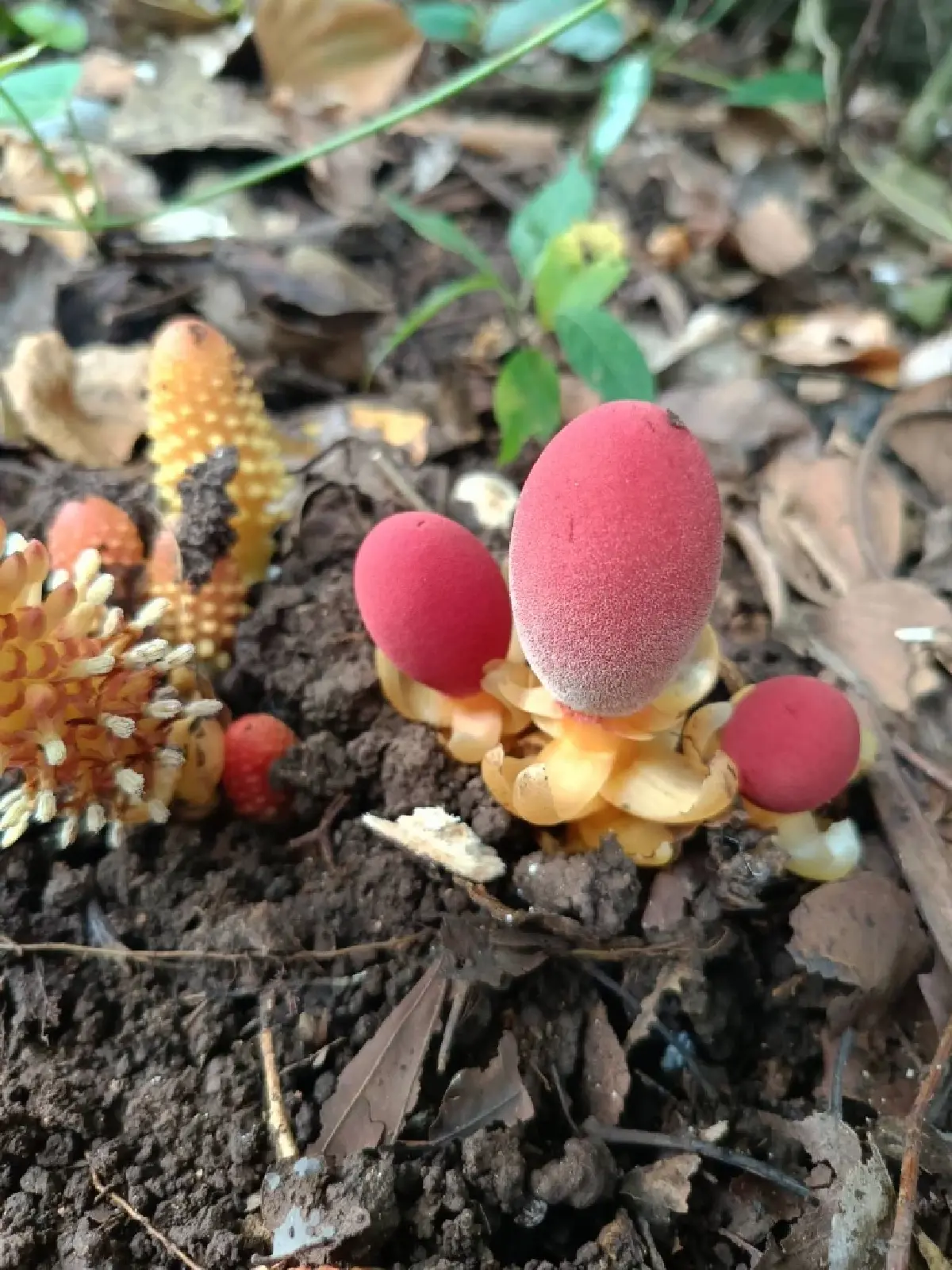 ขนุนดิน โผล่กลางวัดป่าเทพรังสี จ.เลย พืชแปลก อาศัยรากพืชอื่นเลี้ยงชีพ