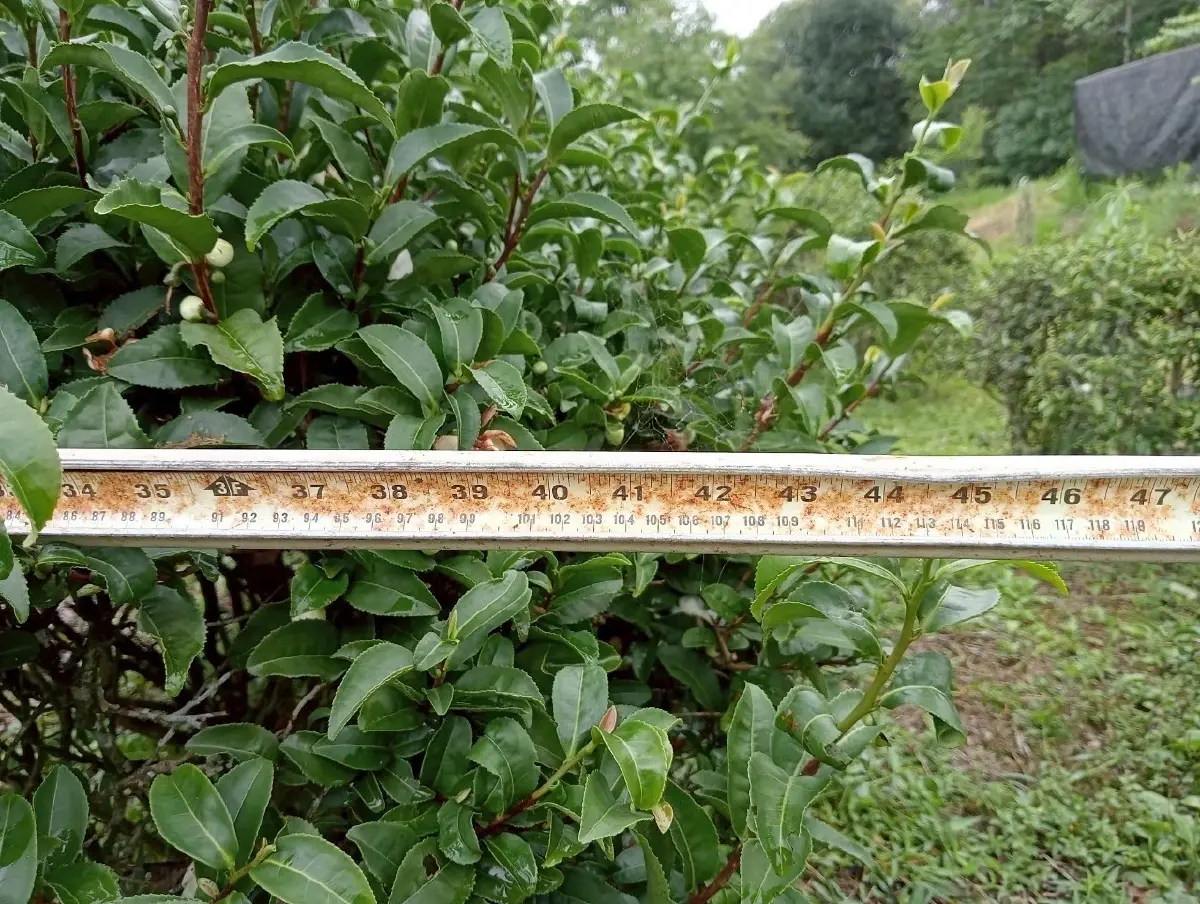 แนะปลูก ชาเขียวพันธุ์ใหม่  ‘กวก.เชียงใหม่ 1 ’ หอม กลมกล่อม