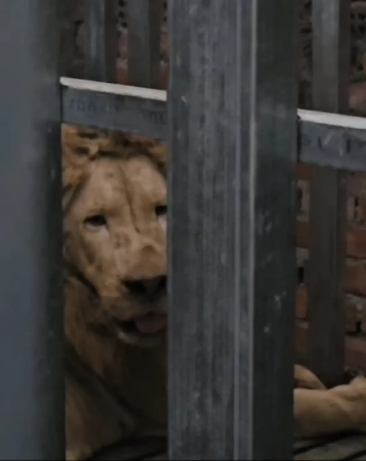 นาวิกโยธิน เข้าเคลียร์พื้นที่ กาสิโน พบ สิงโต–หมีควาย ถูกขัง  ส่งสวนสัตว์ดูแล