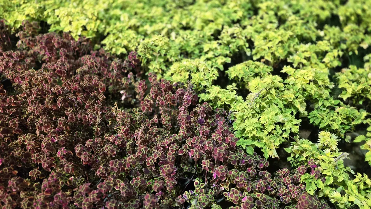 ชวนชม ‘สวนเรืองแสง’ ส่งท้ายปีเก่าต้อนรับปีใหม่ 2569 จ.สุราษฎร์ธานี