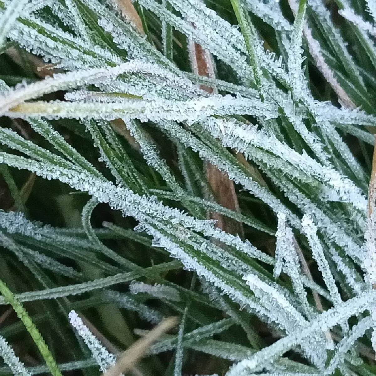 'ดอยอินทนนท์' หนาวจัด 'เหมยขาบ' โผล่ขาวโพลน เดือน พ.ย. แห่เที่ยวทะลุ 2 หมื่นคน