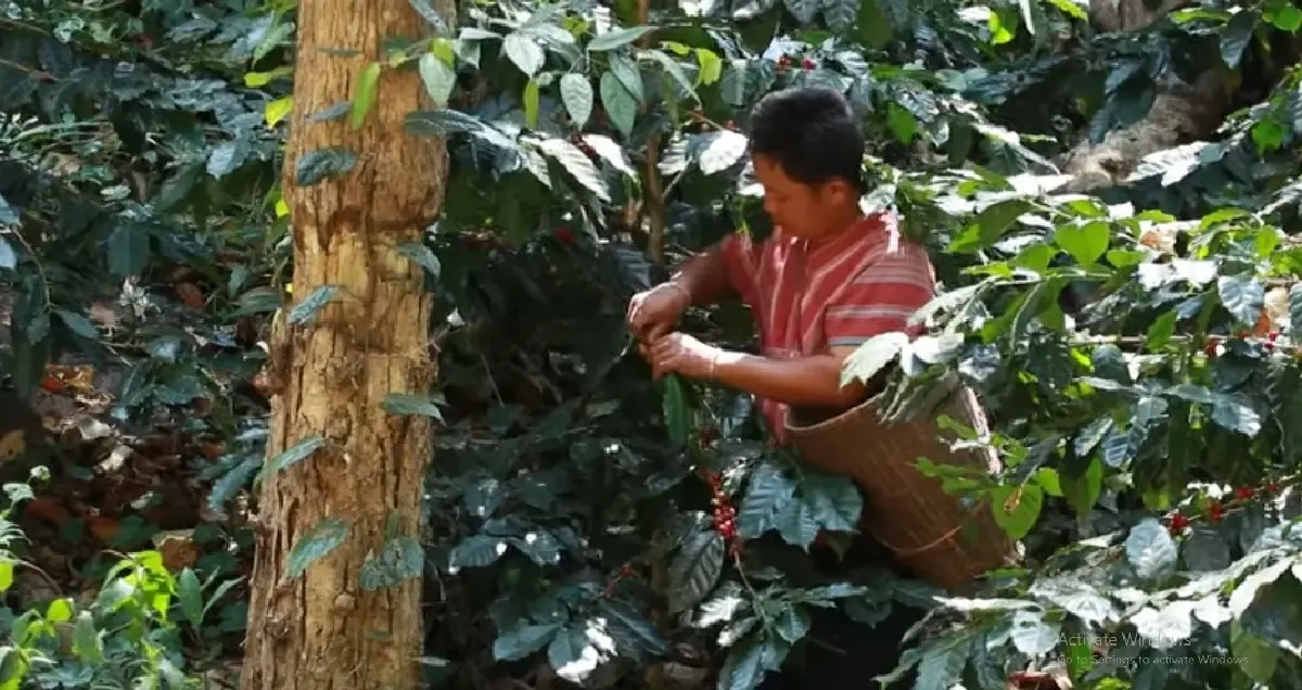 ต้นกาแฟของ 'พ่อ' พระมหากรุณาธิคุณเปลี่ยนป่าฝิ่นเป็นป่าอราบิก้า