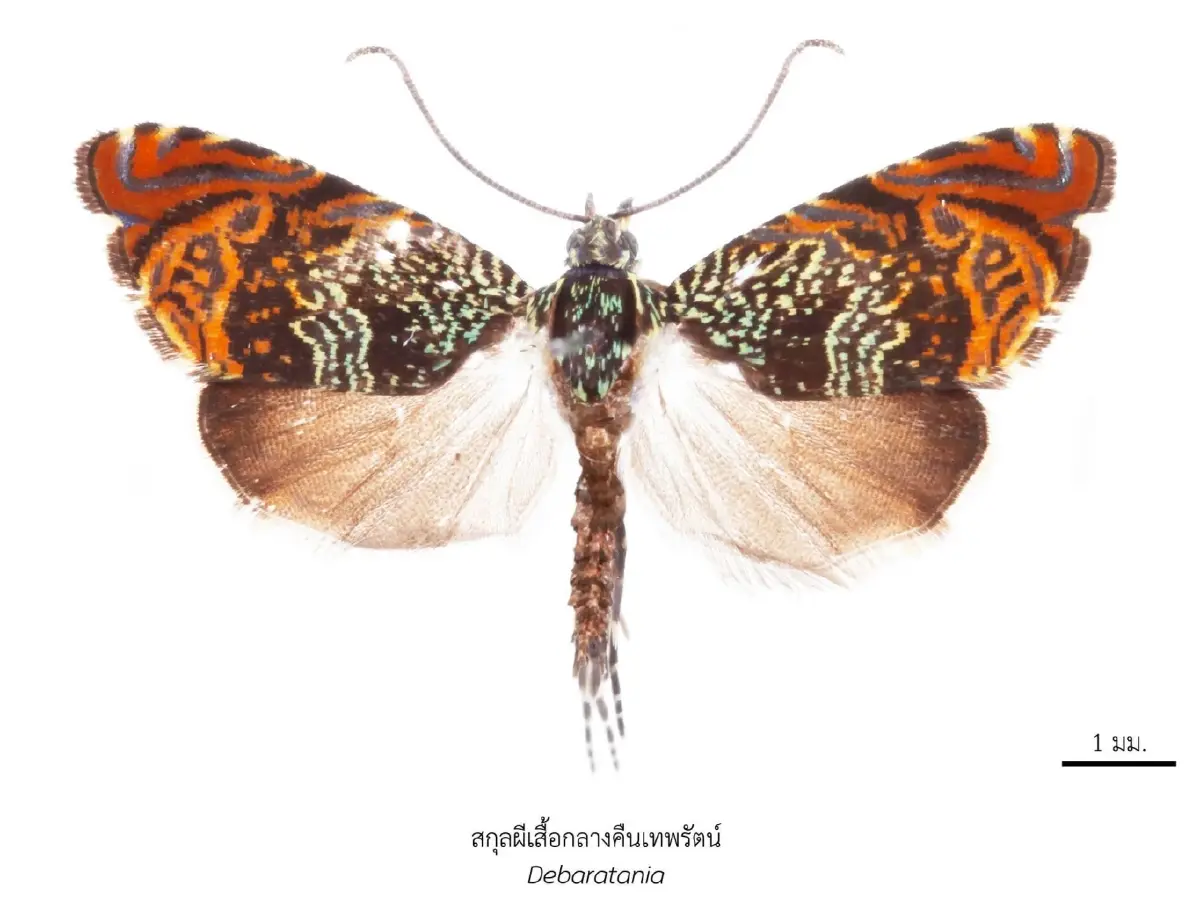 จุฬาฯ ค้นพบ 43 สิ่งมีชีวิตใหม่ของโลก นามพระราชทานตามกรมสมเด็จพระเทพฯ