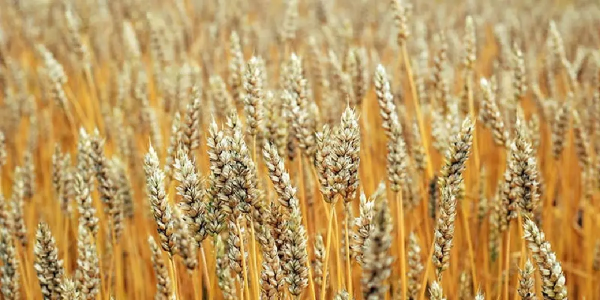 แคนาเดียน วิสกี้ (Canadian Whisky) อารยธรรมแห่งสกอตแลนด์