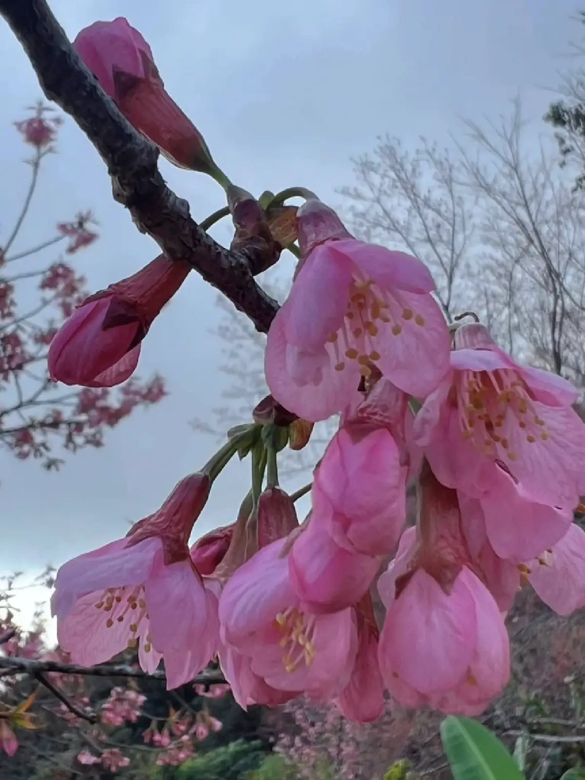 หนาวนี้ชวนเที่ยว 'อุทยานแห่งชาติดอยผ้าห่มปก' ชมความงาม 'ดอกนางพญาเสือโคร่ง'