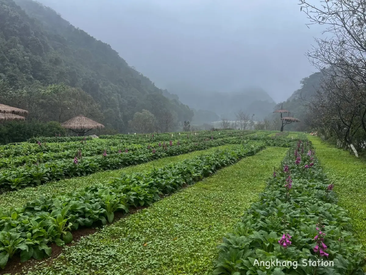 จุดเช็คอิน สุดโรแมนติก ดอกบ๊วย บานสะพรั่งต้อนรับหนาว ที่อ่างขาง