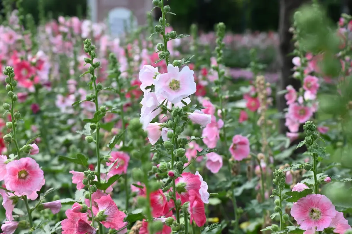 รับแดดอุ่นที่สวนสมเด็จพระนางเจ้าสิริกิติ์ ป่าเล็กในเมืองใหญ่