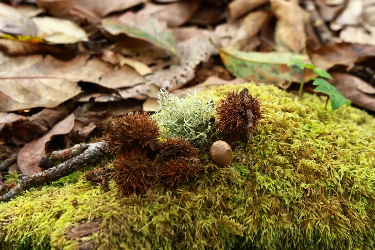 'เส้นทางศึกษาธรรมชาติยอดดอยปุย'โอเอซิสหลังบ้านของชาวเชียงใหม่