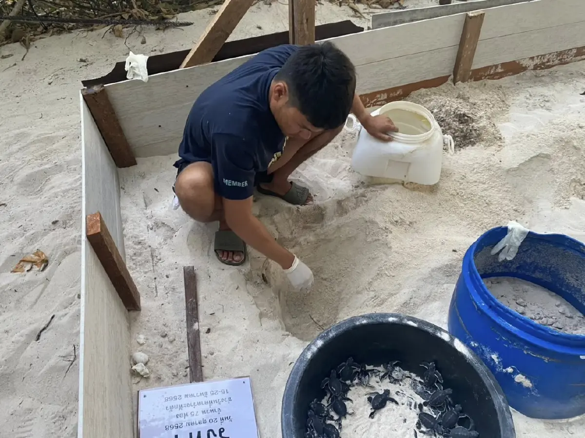 วันส่งท้ายปีเก่า ต้อนรับปีใหม่ 2569 ลูกเต่าตนุ 71 ตัวรังแรกของฤดูกาล