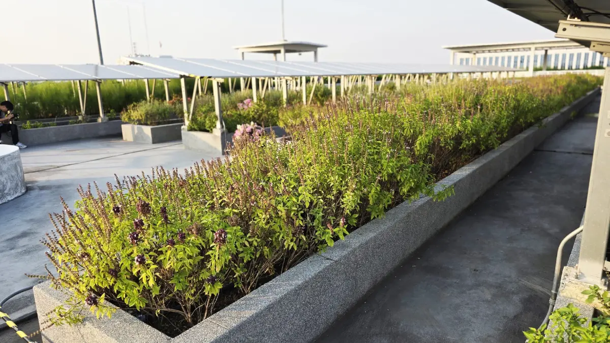 เปิดตัว ‘สวนลอยฟ้า’ใหญ่ที่สุดในไทย ‘A-D Sky Park’ และ ฟองน้ำยักษ์ แห่งศูนย์ราชการ