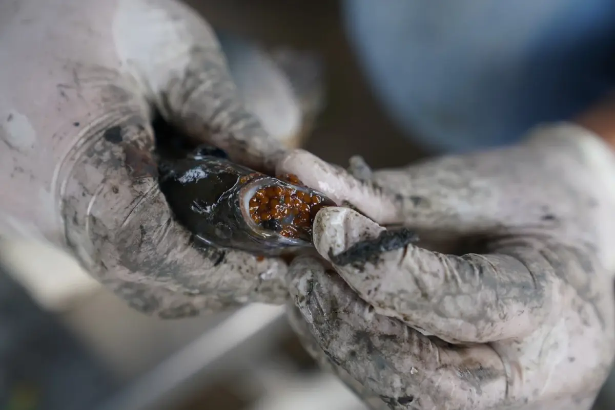 คดีปลาหมอคางดำ อัยการมีคำสั่งฟ้องตามหลักฐานภาพเท็จ ไม่ใช่กลั่นแกล้ง