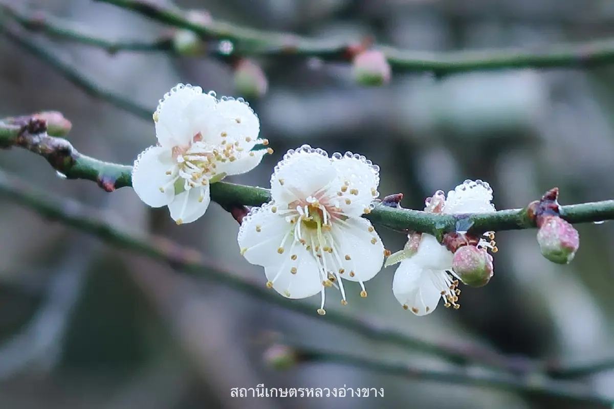 จุดเช็คอิน สุดโรแมนติก ดอกบ๊วย บานสะพรั่งต้อนรับหนาว ที่อ่างขาง