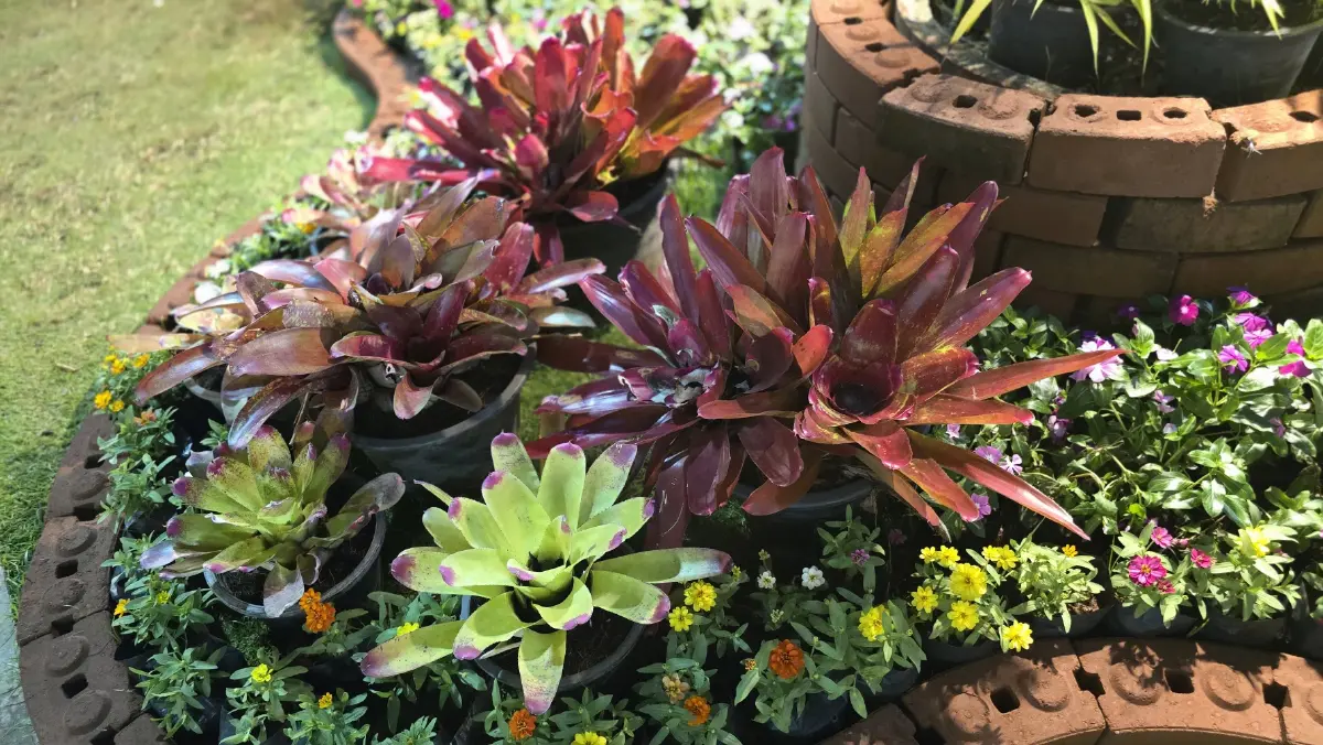 ชวนชม ‘สวนเรืองแสง’ ส่งท้ายปีเก่าต้อนรับปีใหม่ 2569 จ.สุราษฎร์ธานี