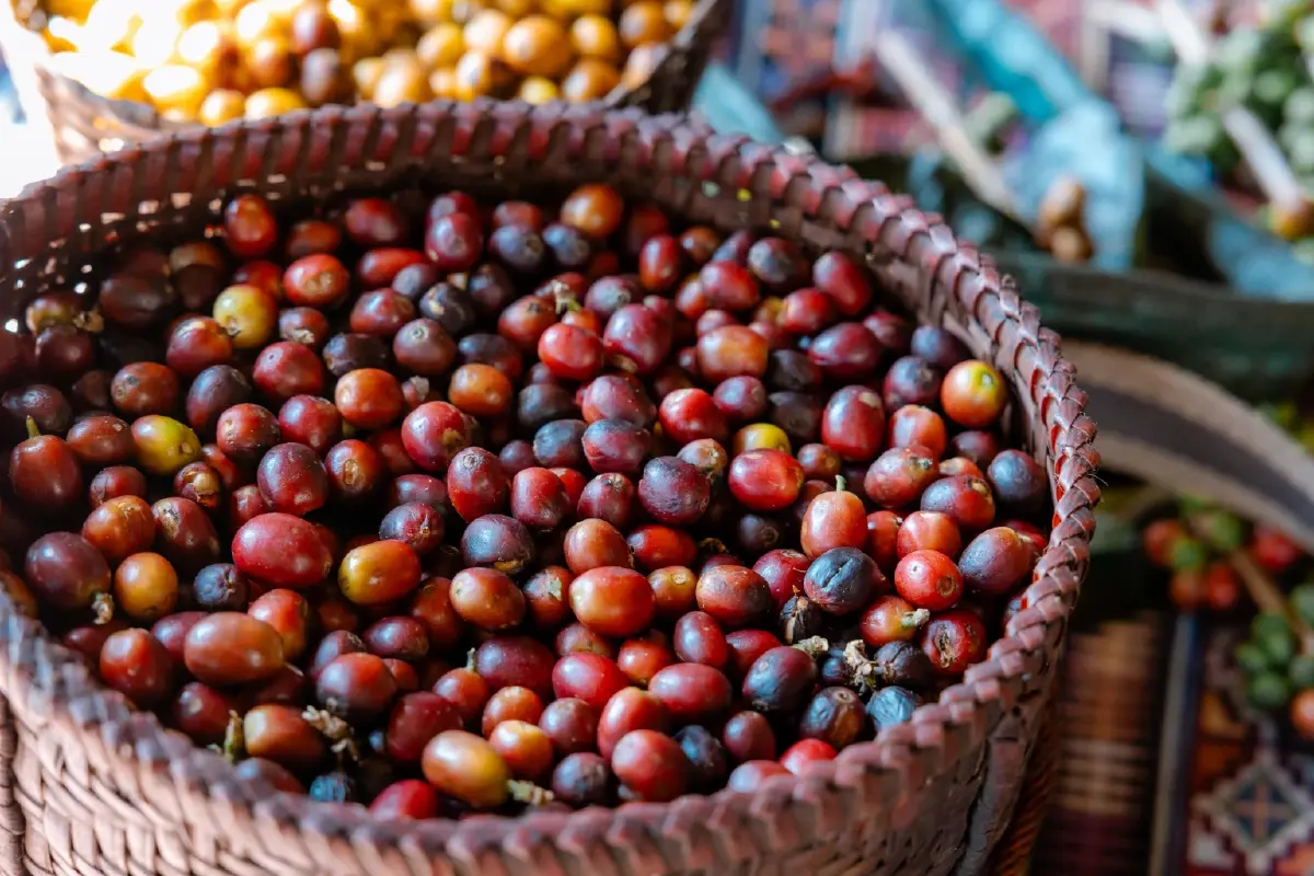 ถอดรหัส 'OR' โมเดลกาแฟยั่งยืน มากกว่ารับซื้อแต่พัฒนาเกษตรกรไปด้วยกัน